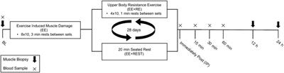 Differential Autophagy Response in Men and Women After Muscle Damage